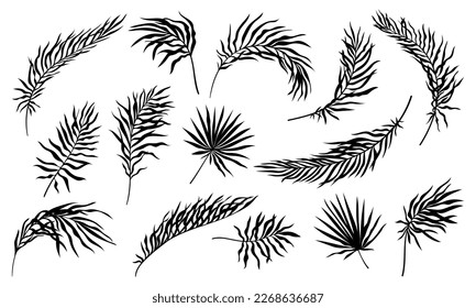 Satz von Silhouetten aus Palmblättern. Einfache Illustration von tropischen Baumblättern. Ökologische Elemente exotischer Pflanzen. Botanik und Floristik. Cartoon-FlachVektorgrafik, einzeln auf weißem Hintergrund