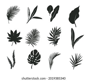 A set of silhouettes of palm leaves. Palm tree plants. Tropical leaves icons. Vector illustration isolated on a white background