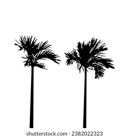 Set of silhouettes of palm trees on a white background. Vector illustration