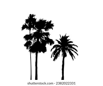 Set of silhouettes of palm trees on a white background. Vector illustration