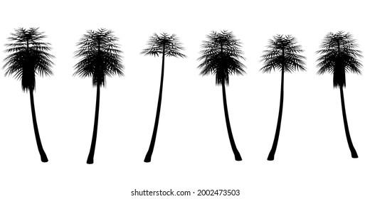 Está rodeada de siluetas de palmeras aisladas en un fondo blanco. Ilustración del vector