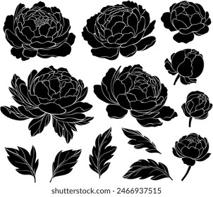 Set of silhouettes of peony flowers. Collection of peony flower buds and leaves. Botany. Vector illustration of floral decoration for print.