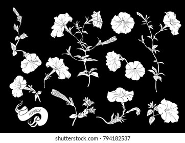 Set of silhouettes of petunias. Linear vector illustration  of petunia flowers, buds, stems and leaves. Isolated elements in sketch style.