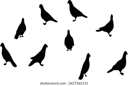A set of silhouettes of pigeons. Vector illustration