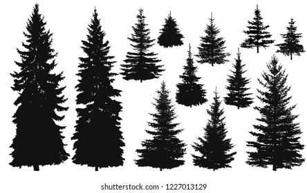 Set of silhouettes of pine trees or fir trees, EPS 8.