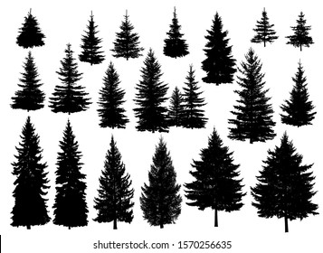 Set of silhouettes of pine trees or fir trees. - Shutterstock ID 1570256635