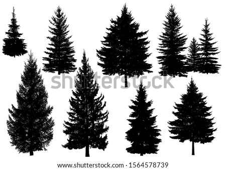 Set of silhouettes of pine trees or fir trees 商業照片 © 