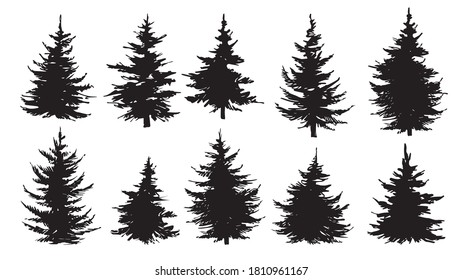 Set of silhouettes of pine trees, spruce or fir trees. Vector illustration.