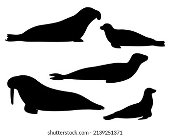 Set of silhouettes of pinnipeds. Vector illustration of black silhouette of sea lion, leopard, elephant, seal, walrus isolated on white background. Logo side view, profile.