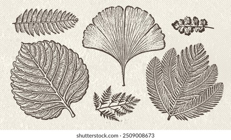 Conjunto de siluetas de flora prehistórica - helechos, ginkgo, araucaria. Fósiles botánicos prehistóricos aislados sobre fondo de papel vintage. Ilustración plana de Vector.