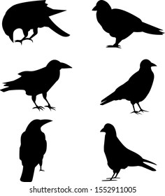 Set of silhouettes of raven and pigeons. Isolated images on a white background. Black outlines of birds for your design. Vector illustration