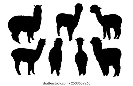 Set of silhouettes realistic alpacas Lama pacos in different colors. Vector animal collection