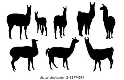 Conjunto de siluetas de llamas Lama glama realistas y sus cachorros en diferentes poses. Animales de América del Sur. Mamífero de Vector realista