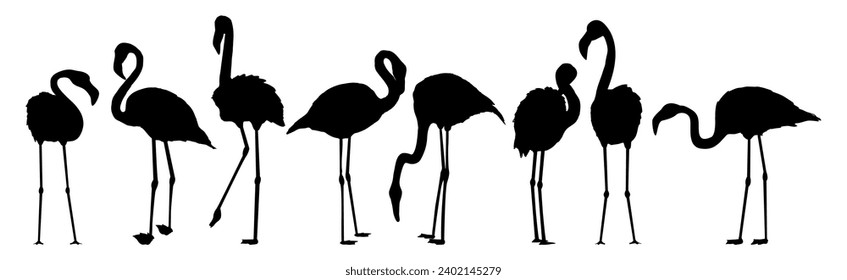 Set of silhouettes of red american flamingos in different poses. Phoenicopterus ruber or Caribbean flamingo.Realistic animal.