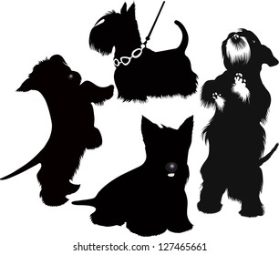 set of silhouettes of Scotch terrier isolated on white background