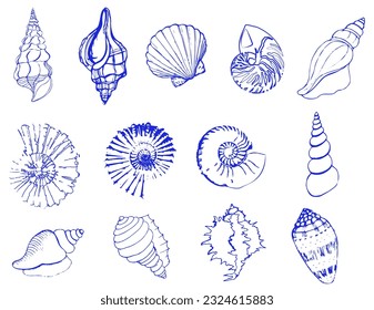 Set of silhouettes of sea cockleshells isolated on white background. Vector shells. Blue shells