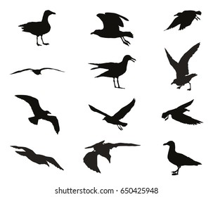 Set of silhouettes of seagulls in black color isolated on white background