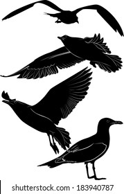 set of silhouettes of seagulls isolated on white background