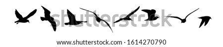 Similar – Image, Stock Photo Black-headed gull in flight over water with blurred horizon