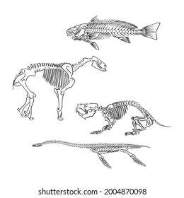 Set of silhouettes of skeletons of dinosaurs and fossils. Hand drawn vector illustration. Silhouettes of man and children, comparison of sizes, realistic size.