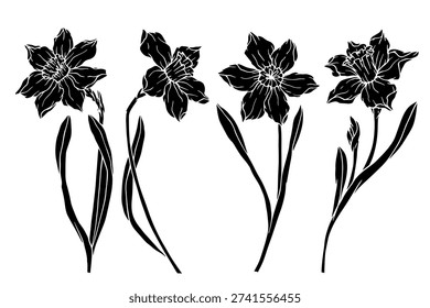 A set of silhouettes and sketches of spring daffodils. Vector botanical elements.