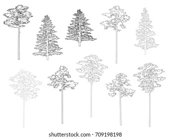 Set of silhouettes of spruce and pine, vector, black color, isolated on white background
