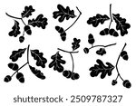 Set of silhouettes, stamps of oak branches and acorns. Decorative botanical elements. Vector graphics.