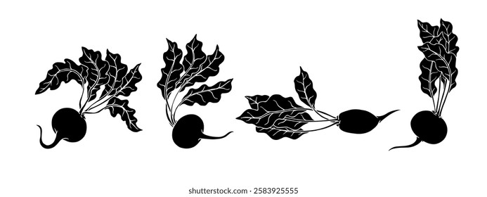 Set of silhouettes, stamps of root vegetables beet. Vector graphics.