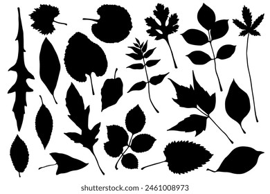 Set of silhouettes and stamps of various leaves.Vector graphics.