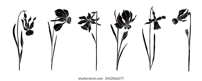 A set of silhouettes and stencils of spring daffodil flowers. Vector graphics.