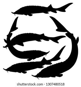 Set of silhouettes of sturgeon fishes. Vector illustration isolated on white background