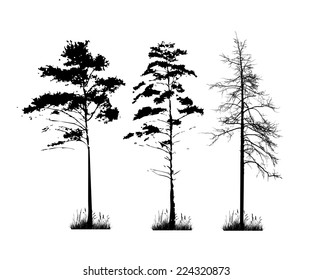 set silhouettes of tall pine on a white background, vector illustration . Vector 