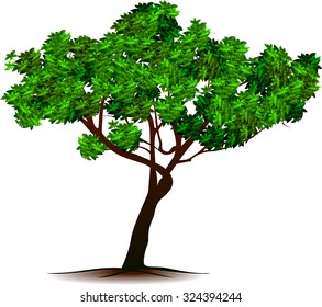 Set silhouettes of trees and leaf , Engraved tree. Vector illustration of a fruit  in vintage engraving 