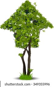 Set silhouettes of trees and leaf , Engraved tree. Vector illustration of a fruit  in vintage engraving 