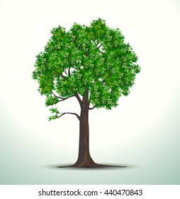 Set silhouettes of trees and leaf , Engraved tree. Vector illustration of a fruit  in vintage engraving 