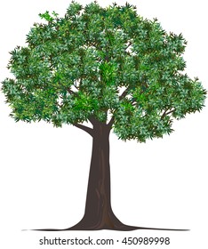 Set silhouettes of trees and leaf , Engraved tree. Vector illustration of a fruit  in vintage engraving 