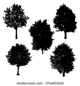 Set of silhouettes of trees on white background.