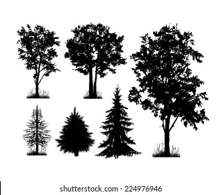 Set of silhouettes of trees on a white background. Vector