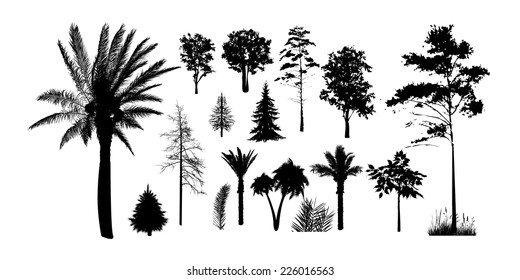 Set of silhouettes of trees on a white background. Vector