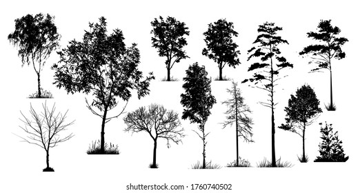 A set of silhouettes of trees. Vector illustration