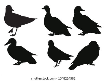 Set of silhouettes urban birds. Gull, ducks and pigeons. Vector illustration