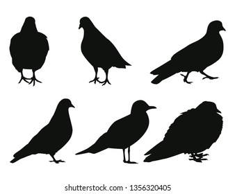 Set of silhouettes urban birds. Gull and pigeons. Vector illustration