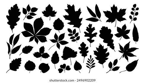 Set of silhouettes of various tree leaves, oak, maple, and chestnut. Simple, black monochrome autumn leaves collection. Flat vector illustration on a white background.