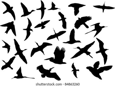 Set of silhouettes of various wild birds including pelican, stilt, avocet, puffin, duck, goose, ibis, swallow, tern, gull and others