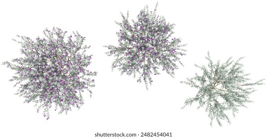 Set of  Silky eremophila flowers plant isolated, 3D rendered  from top view