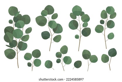 Set of silver dollar eucalyptus leaves. Natural branches, greenery. Hand drawn vector illustration
