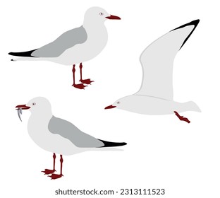 Set of Silver gull bird. Chroicocephalus novaehollandiae isolated on white background. Seabird is flying, standing and eating fish. Vector illustration.