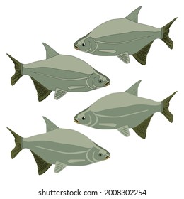 Set of the silver-green bream an outline for colouring with cartoon eyes