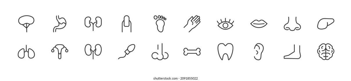 Set of simple body part line icons. Outline stroke object. Linear signs pack. Perfect for web apps and mobile.