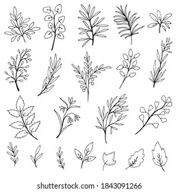 Set of simple doodles of flowers and branches. Decor elements for design of wedding cards, invitations, valentine